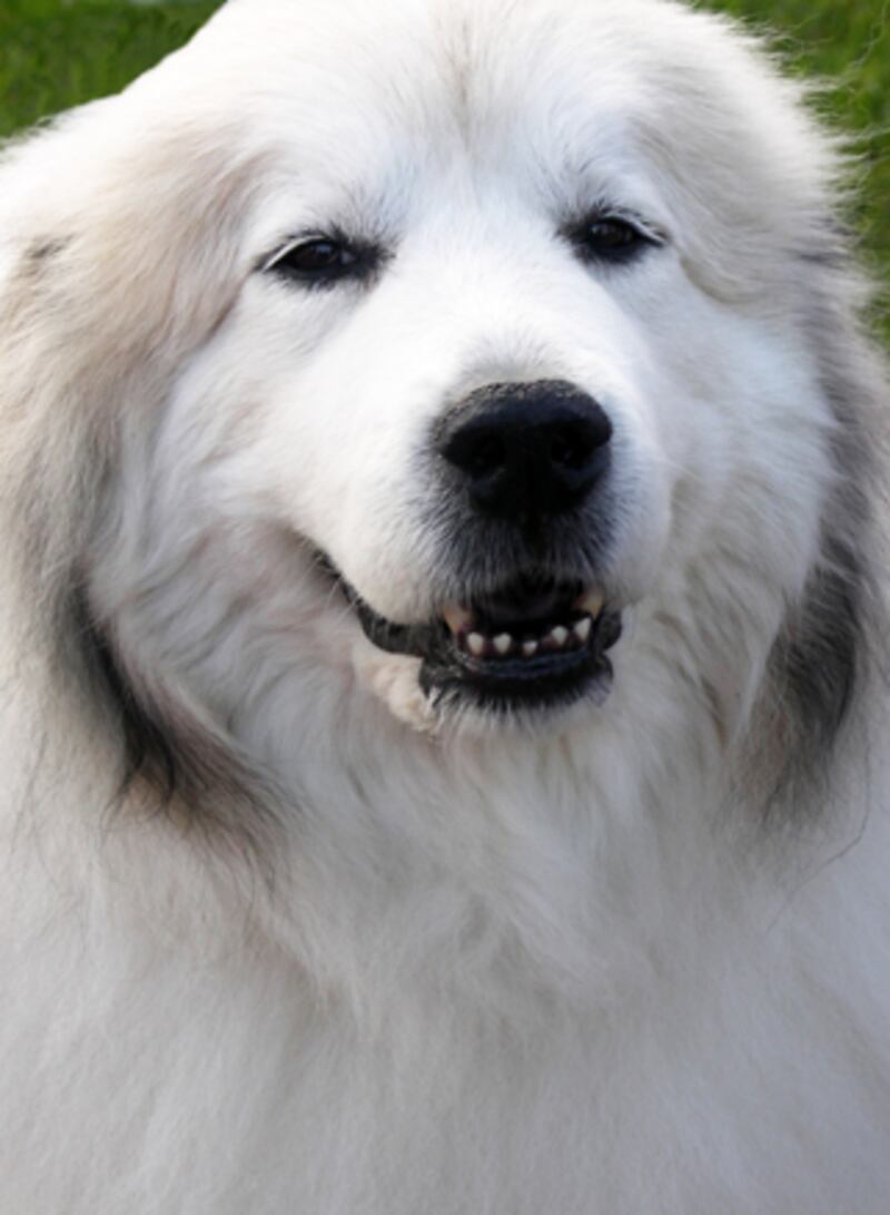 galleries/2010/10/29/dangerous-dogs/dangerous-dogs---great-pyranees_auctlf