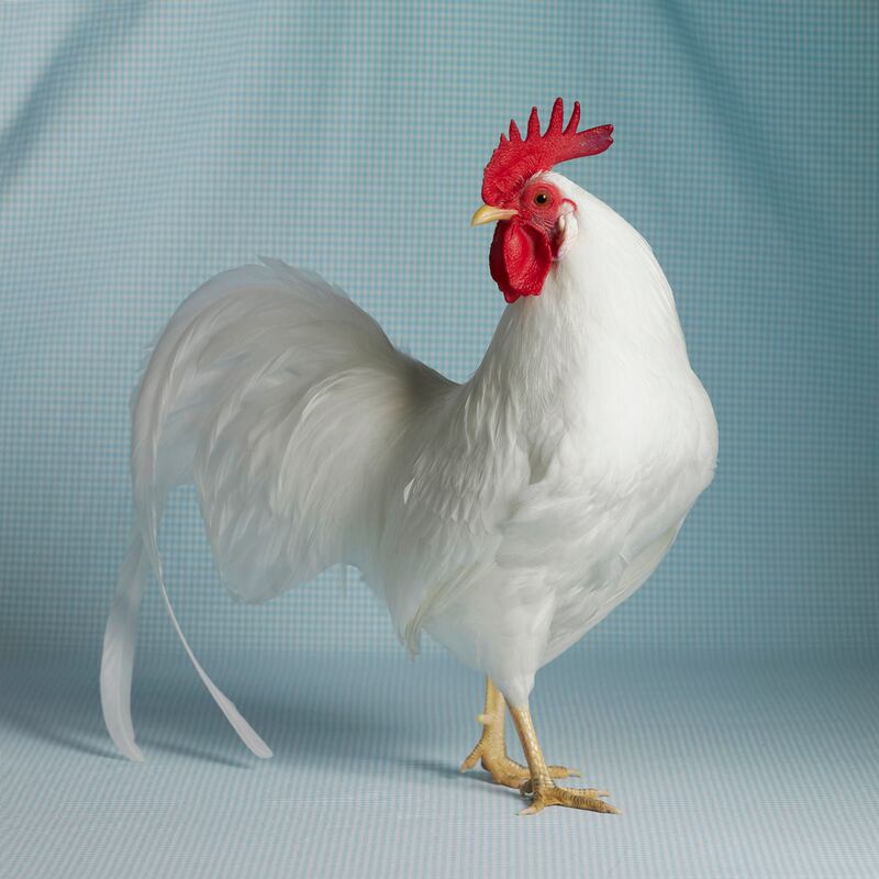 galleries/2013/04/30/the-weirdest-chickens-you-ve-never-seen/130430-chickens-02_kphkun
