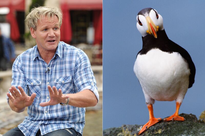 galleries/2012/02/15/shakira-attacked-by-sea-lion-and-more-celebrity-animal-attacks-photos/when-animals-attack-ramsay_q1w1ip