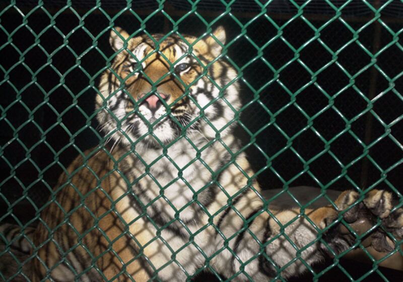 galleries/2011/03/29/animals-on-the-loose/animals-on-the-loose---harlem-tiger_de4ihs