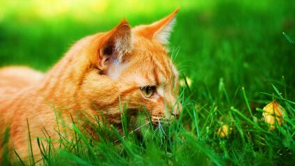 cheats/2011/03/21/cats-are-no-1-threat-to-birds/cat-in-grass_qq9ms6