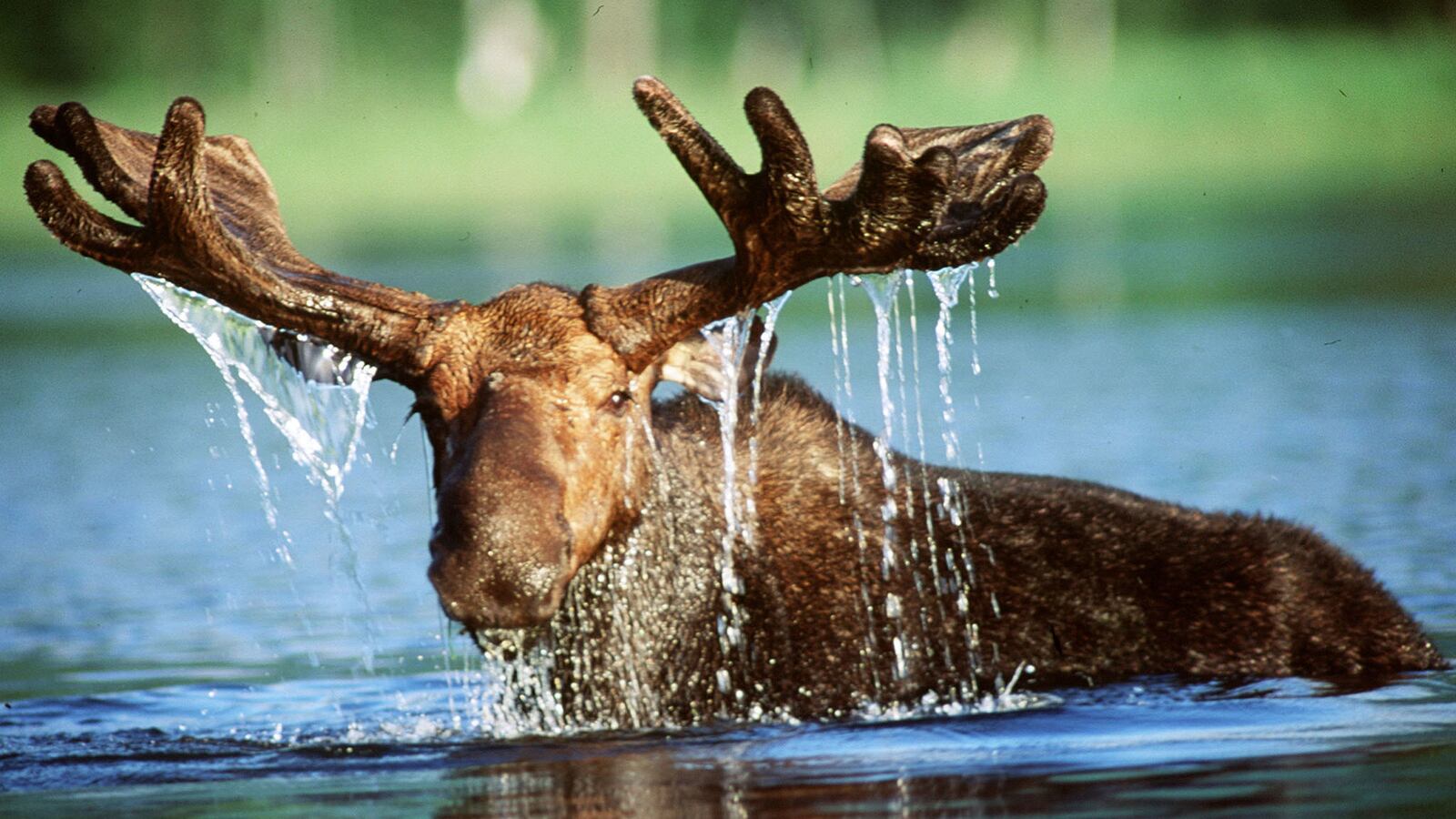 A bull moose feeds in the waters of Rangeley Lake in Rangeley, Maine.