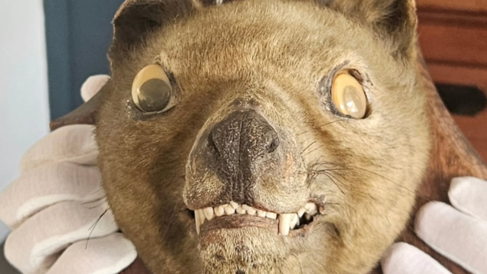 Bear