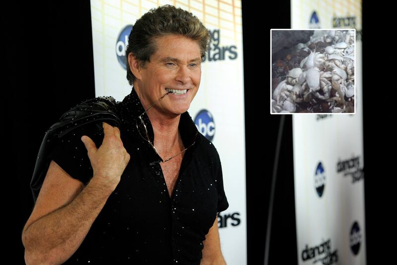 galleries/2012/01/05/hasselhoff-crab-and-10-more-species-named-after-celebrities-photos/species-named-after-celebs-hasselhoff_vngxyr