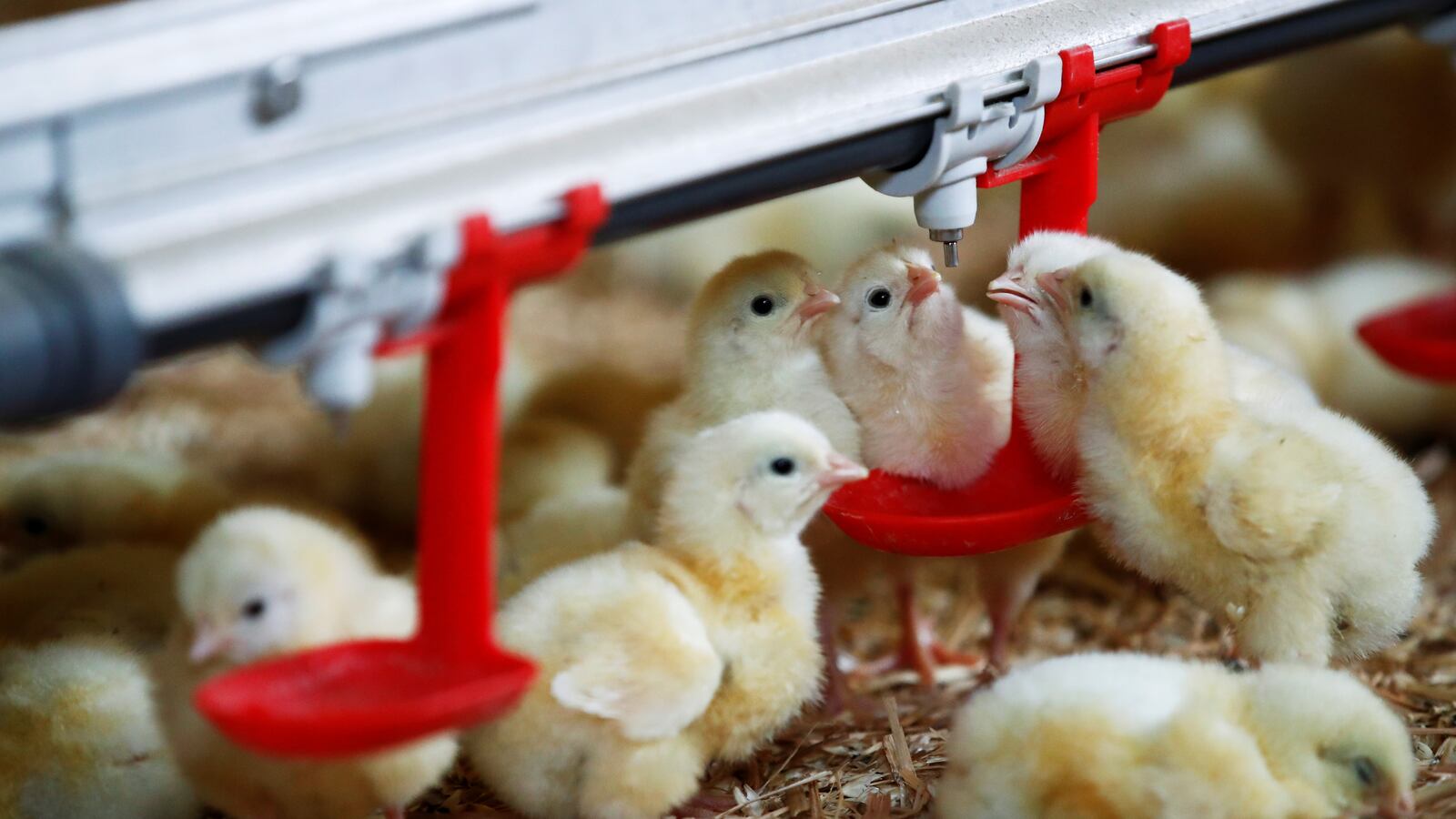 2020-03-10T000000Z_1954219038_RC24HF9VAD3U_RTRMADP_3_BRITAIN-EU-FRANCE-POULTRY_hsqpiv