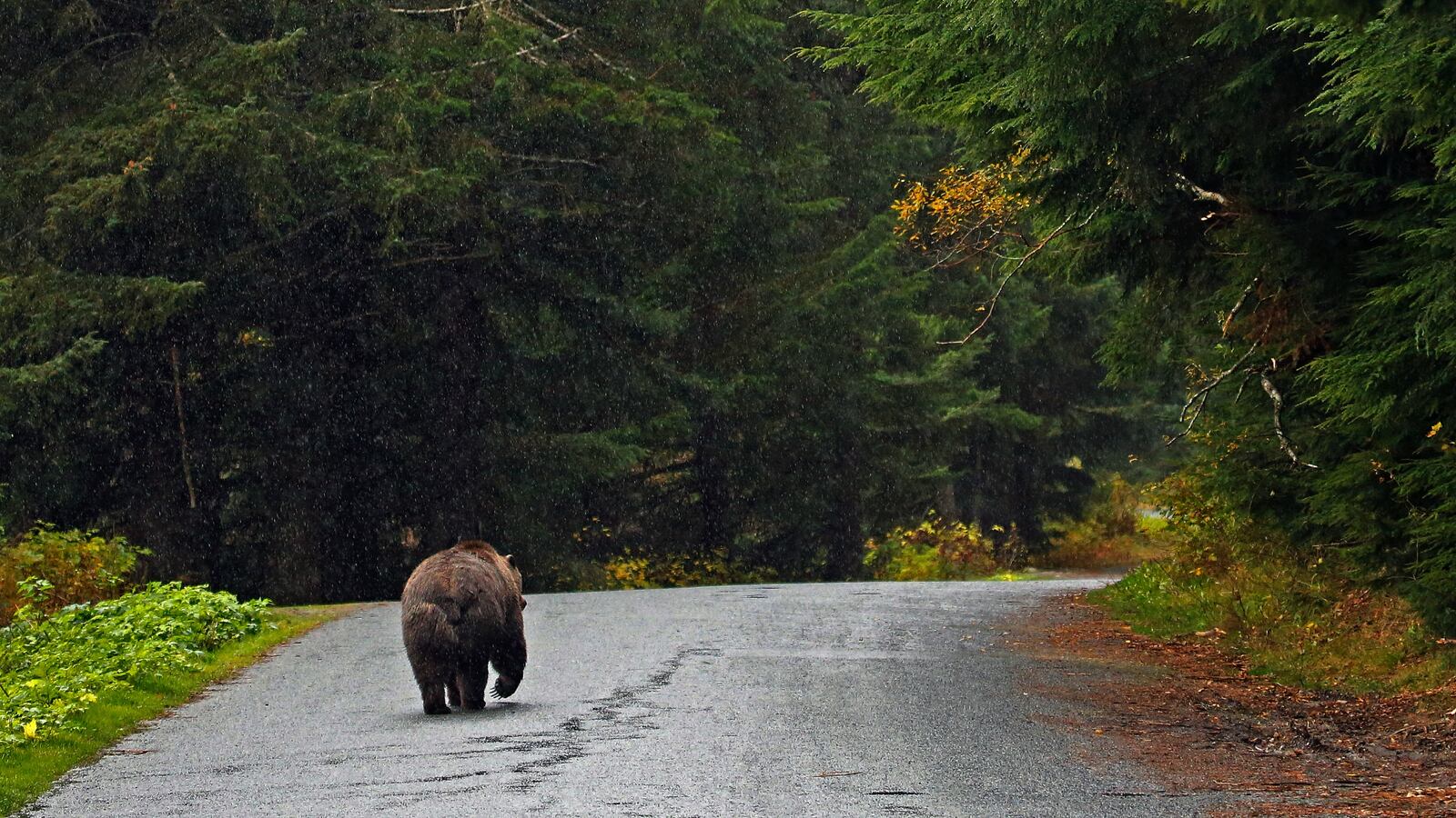 180521-interior-hunting-regulations-bears-cheat_j8oitb