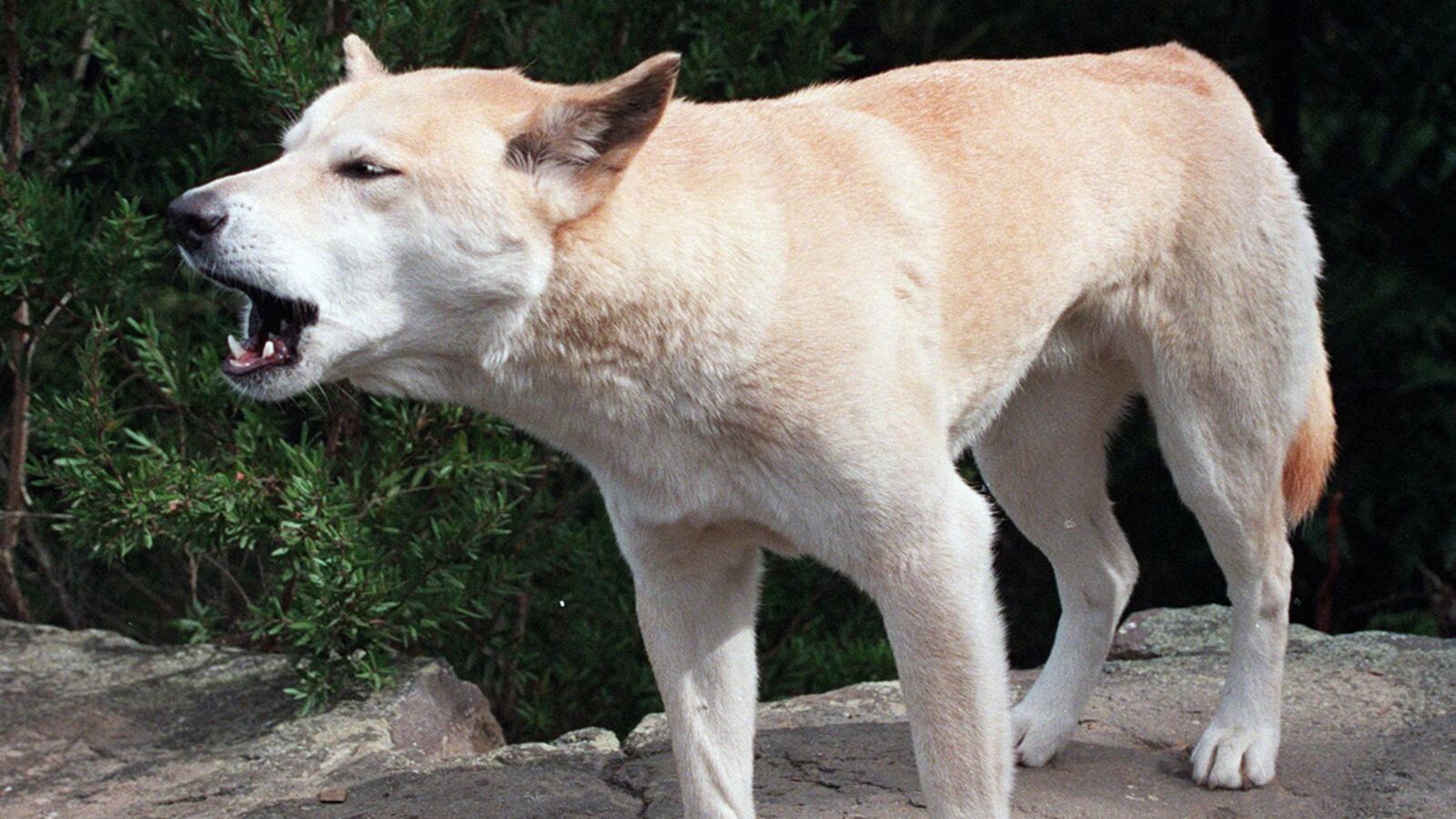 cheats/2012/06/11/coroner-dingo-killed-baby-in-1980/dingo-attack-cs_trdflj