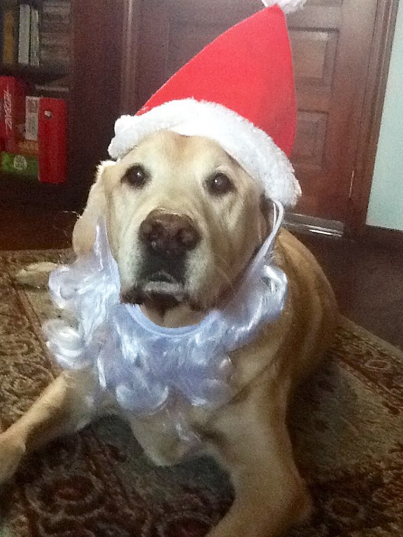 galleries/2012/12/25/santa-paws-dogs-get-dressed-in-the-holiday-spirit/tommyII-himes_e9cj26