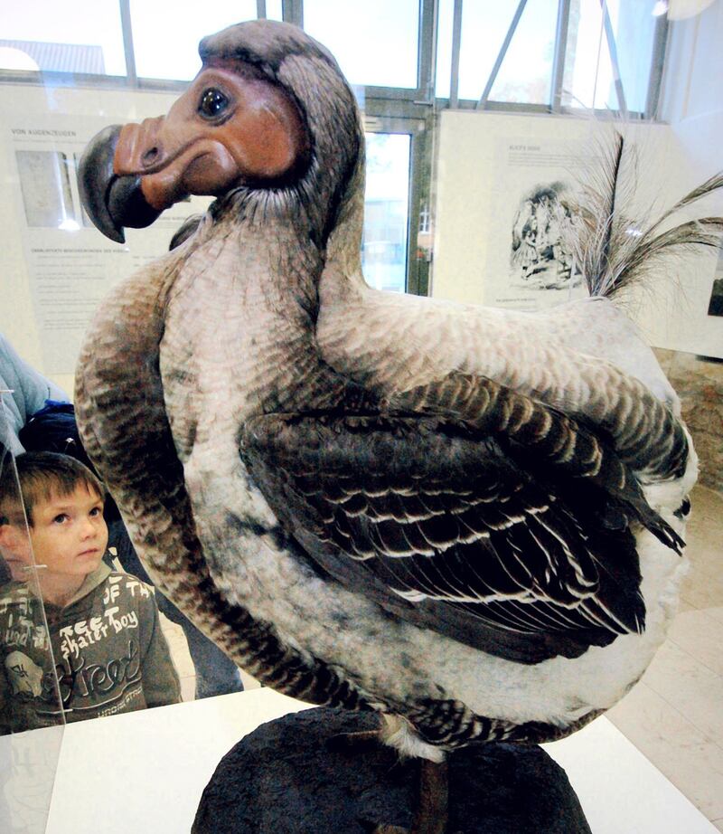 galleries/2013/03/19/10-species-we-d-like-to-see-come-back-from-extinct/extinct-animals-dodo_unnamt