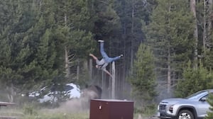 A man is attacked by a bison in Yellowstone National Park.