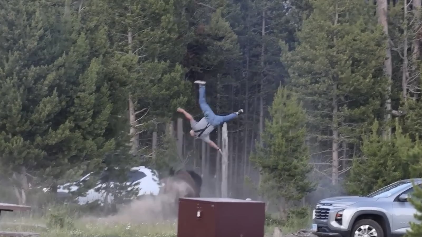 A man is attacked by a bison in Yellowstone National Park.