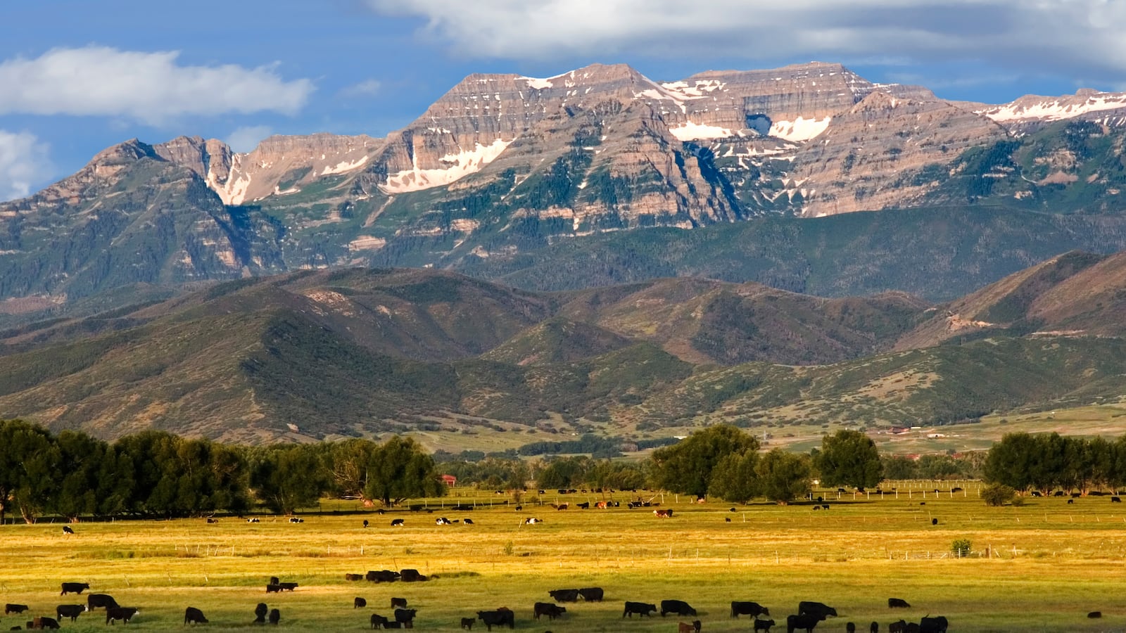 Mount Timpanogos in the Wasatch Mountains towers over farmland in Heber Valley, Utah, with cows grazing in the foreground.