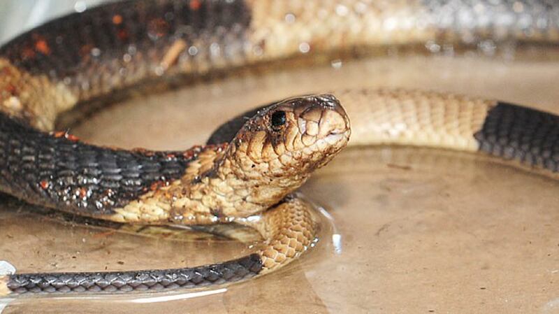 galleries/2011/12/06/the-year-in-animals-bronx-zoo-cobra-ryan-gosling-dog-george-more-photos/animals-of-the-year-winter-cobra-bronx-zoo_g3t1jv