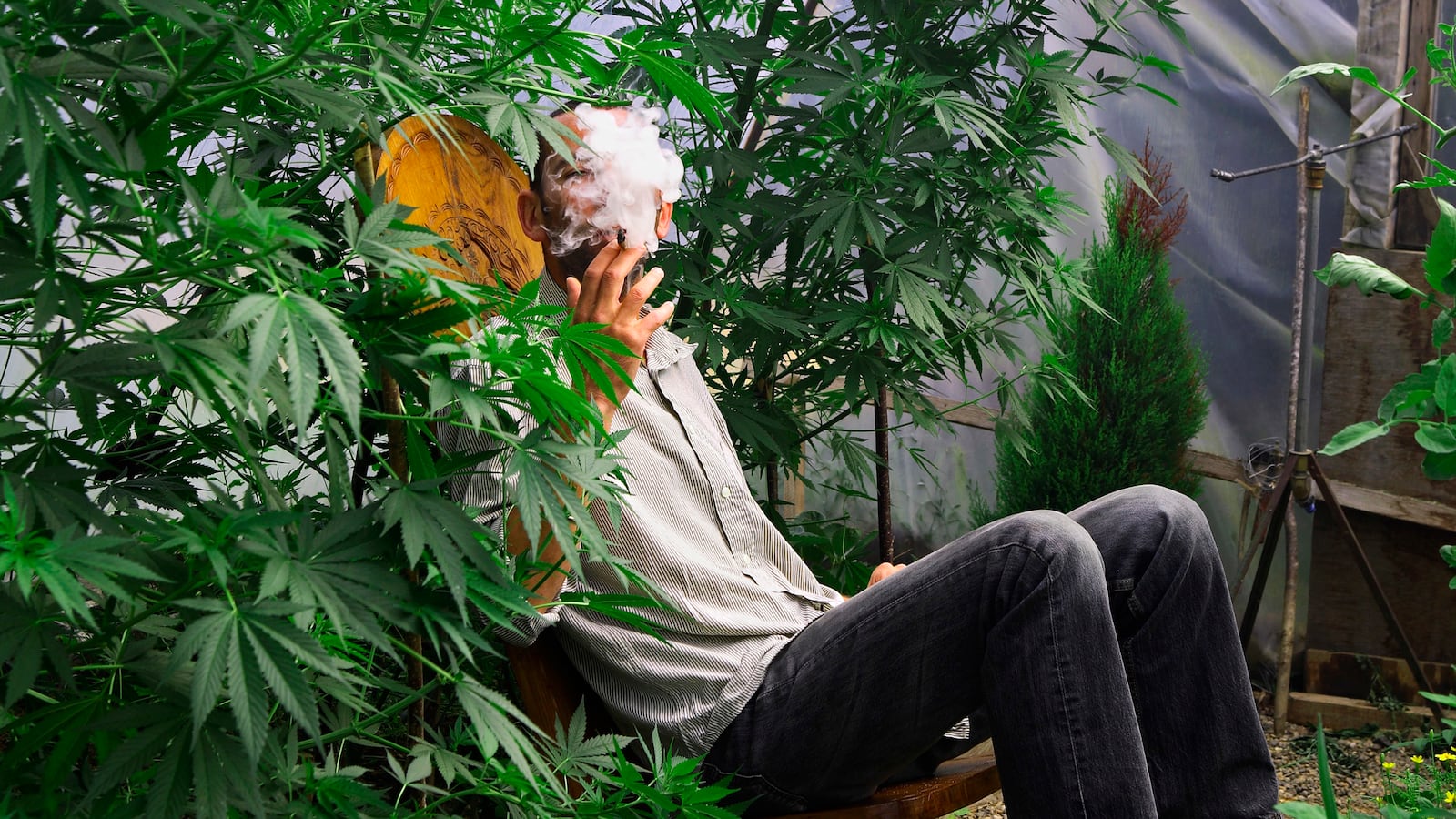 articles/2014/02/01/will-home-grown-marijuana-go-the-way-of-moonshine/140131-homegrown-marijuana-dickson-tease_blm7w3