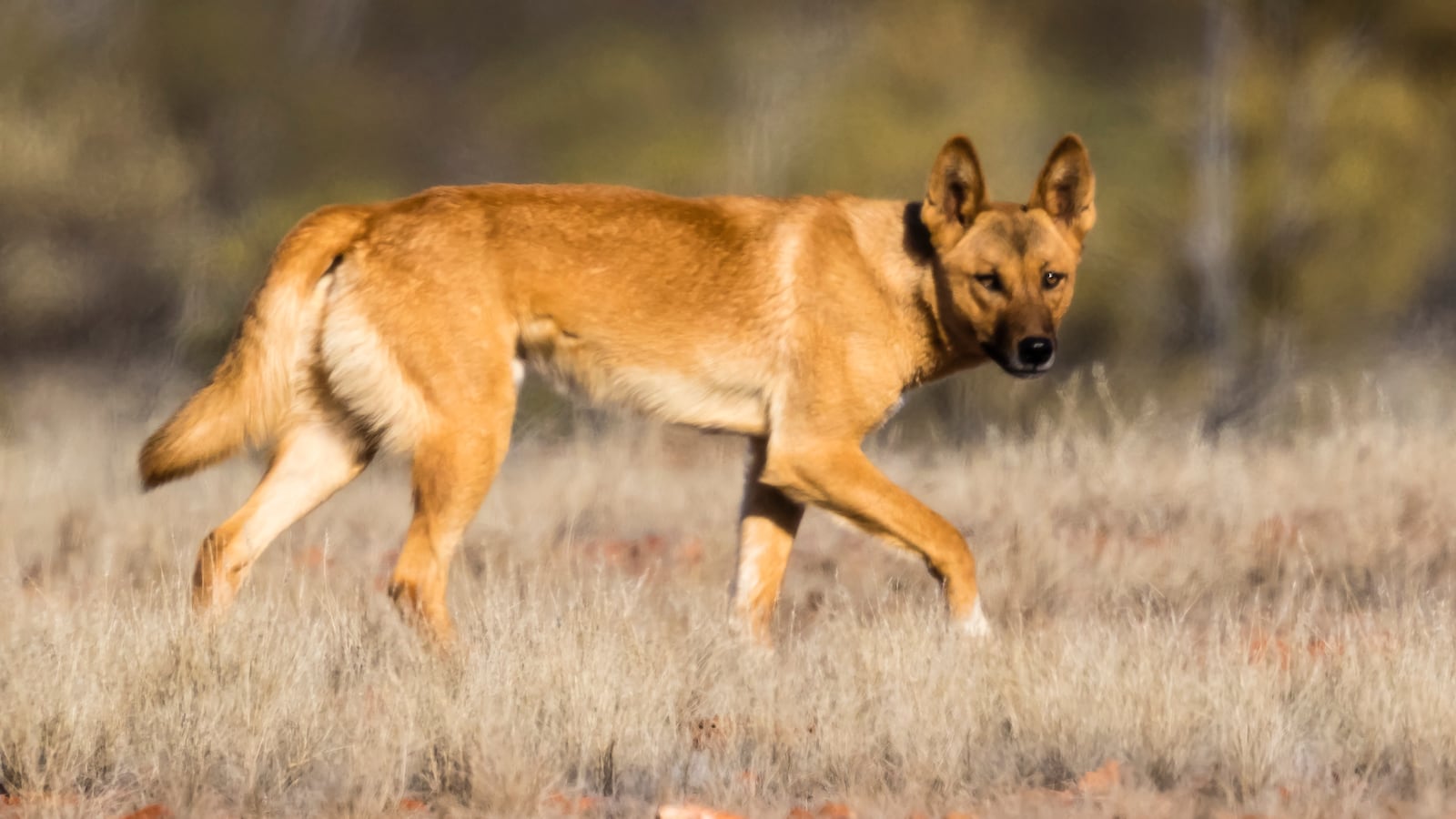 Stock photo of a dingo, a wild dog, looking for some food.