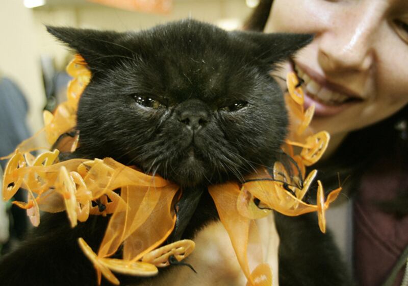 galleries/2010/10/28/cats-in-costume/cats-in-costume-12_ep8gap