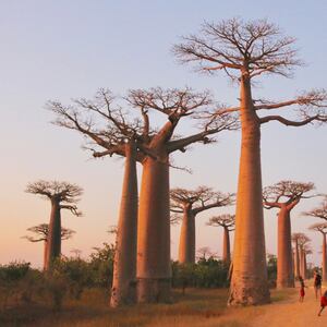 180817-Presser-Madagascar-hero_hpzwvt