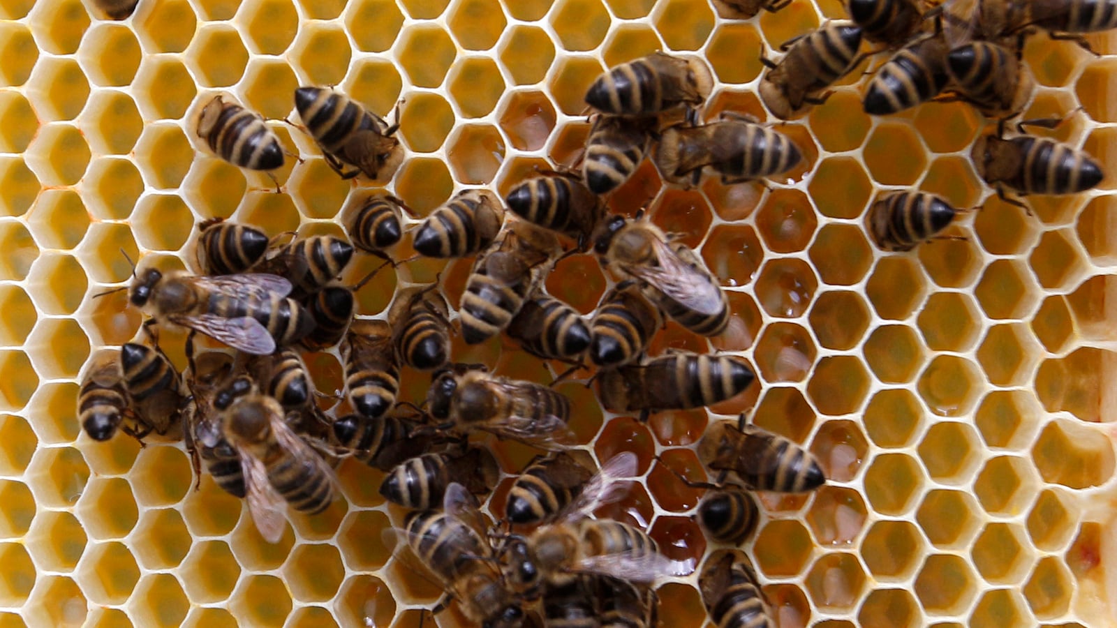 Bees gather on a honeycomb in Vienna, July 11, 2012.