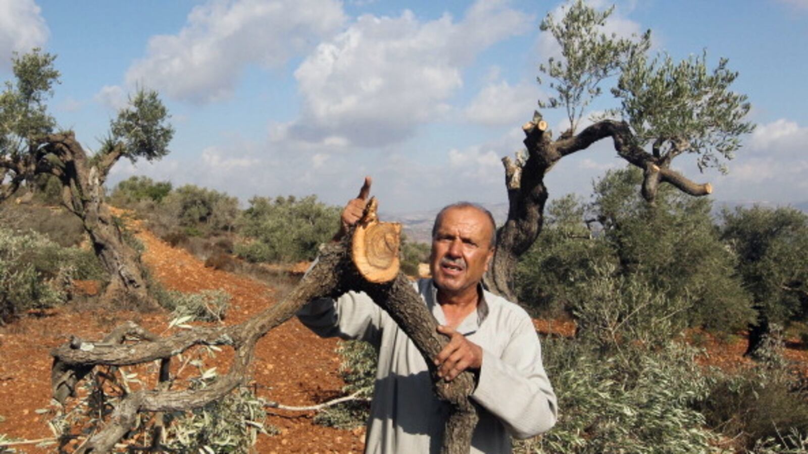 articles/2012/10/09/where-settler-terrorism-comes-from/palestinian-olive-openz_ottfcu