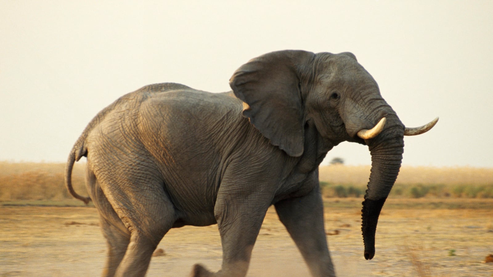 galleries/2013/07/25/christie-s-and-national-geographic-auction-off-iconic-photos-in-exclusive-online-sale/130723-natgeo3_ynanu7