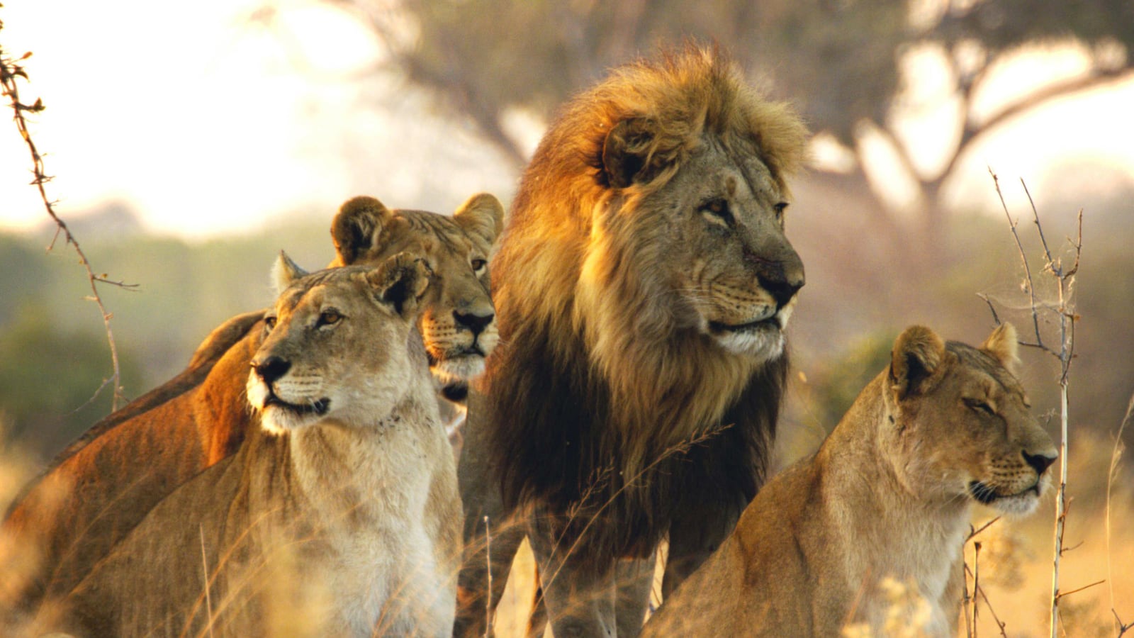 articles/2016/12/02/the-real-life-game-of-thrones-inside-the-bloody-new-wildlife-series-savage-kingdom/161201-fallon-savage-kingdom-tease_bopquv