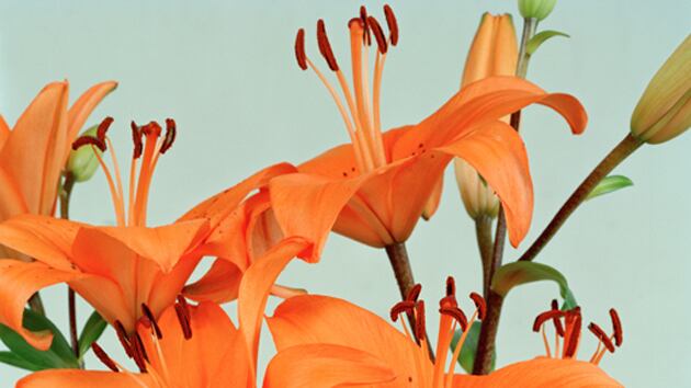 articles/2011/08/21/ann-woo-a-photographer-on-the-rise-photos/artist-ann-woo-tease_tgxcci