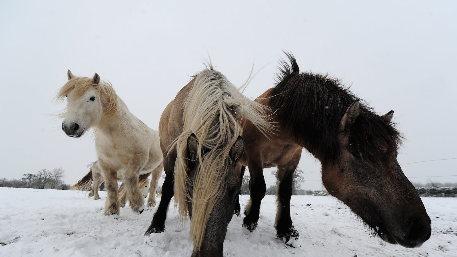 articles/2013/02/08/relax-it-s-just-horse-meat/130208-dickson-horse-lasagne-tease_wgwdcr