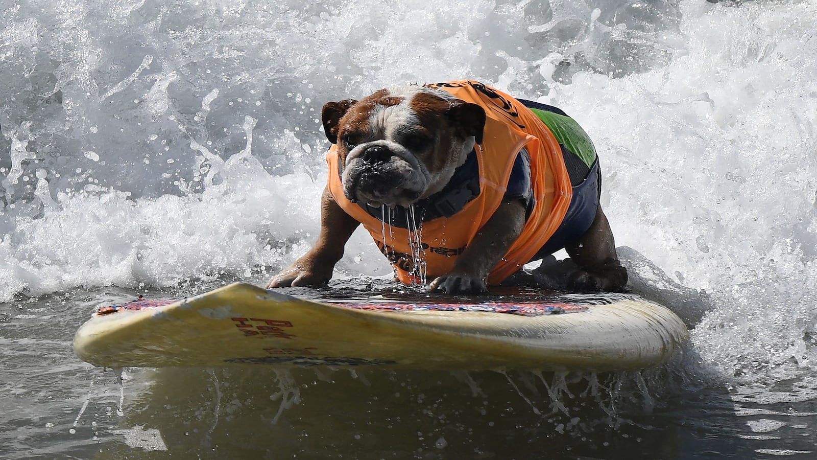 articles/2016/09/26/watch-the-surfing-competition-for-dogs/160926-Place-dogs-surfing-california-Tease_qgpetu