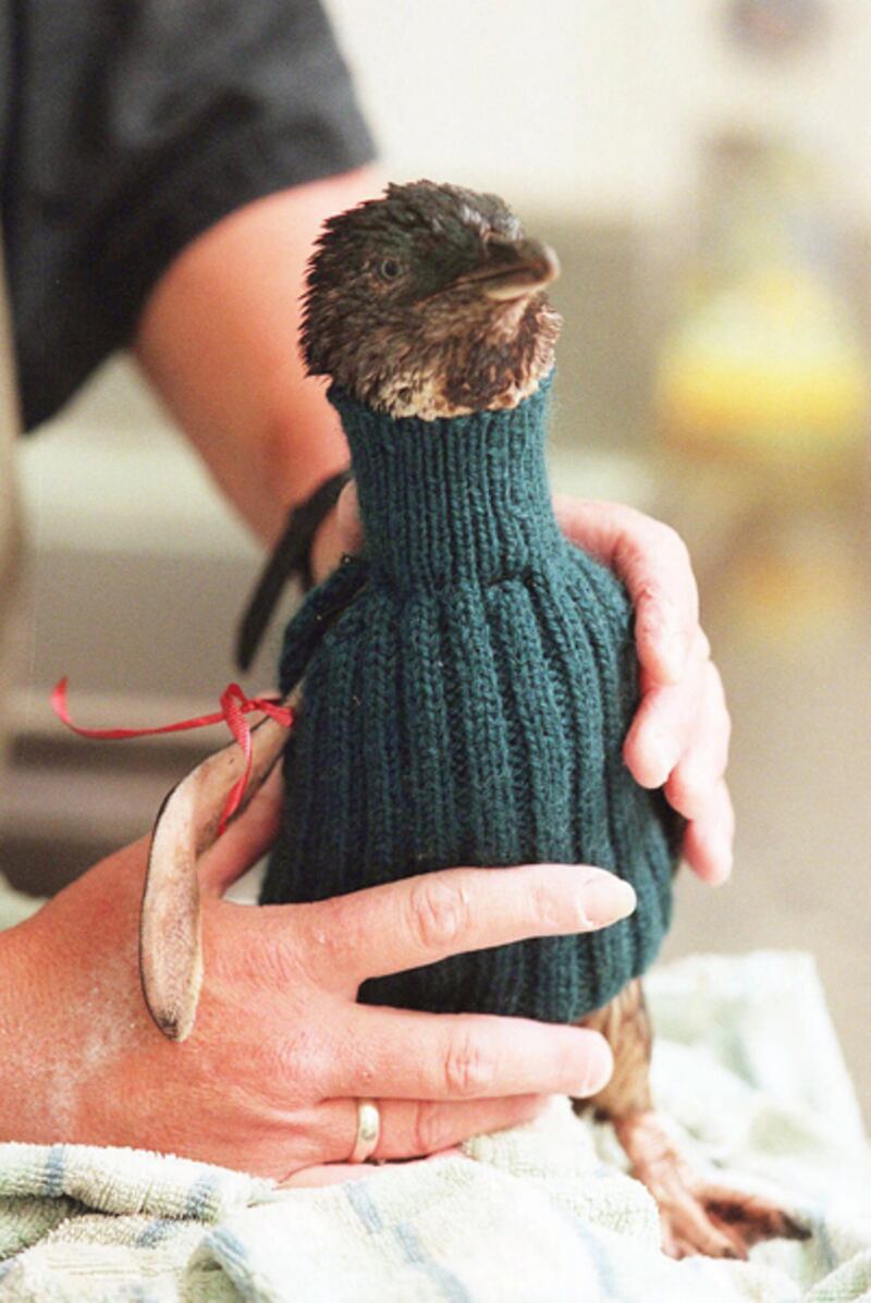 galleries/2011/10/24/best-dressed-penguins/best-dressed-penguins-5_wyxbmz