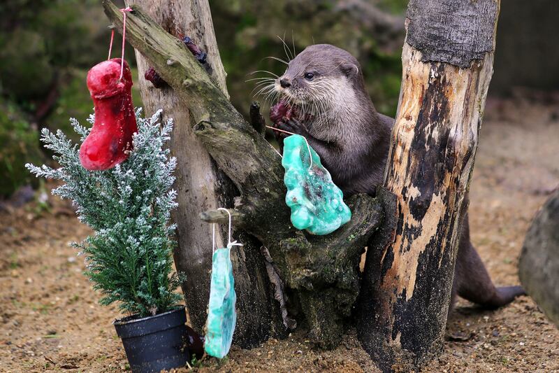 galleries/2012/12/20/santa-s-favorite-critters-animals-enjoy-holiday-gifts-photos/xmas-animals-otter_zdsaqw