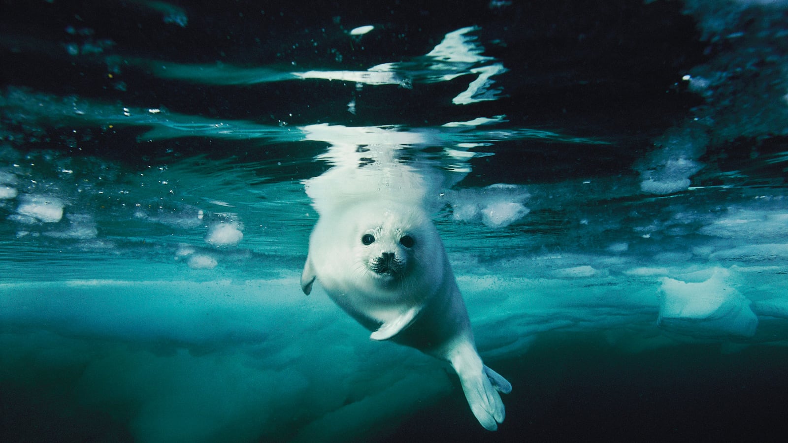 galleries/2014/05/21/iconic-and-utterly-spectacular-national-geographic-photos-up-for-auction/140520-natgeo-skerry-tease_effcpg