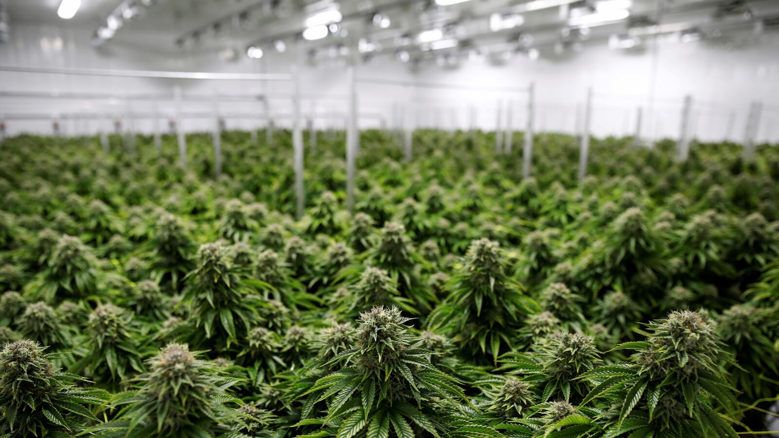 2021-03-25T210551Z_868380788_RC2LIM9SM31U_RTRMADP_3_NEW-YORK-MARIJUANA_jhd5we