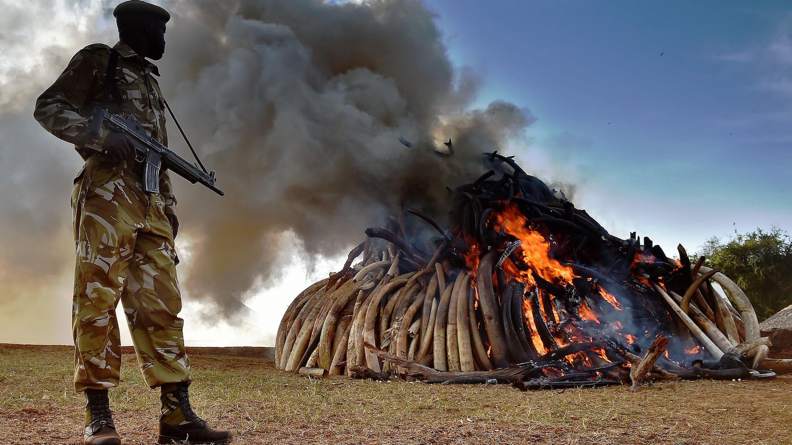 rachel nuwer poached anti poaching hunt hunting elephant ivory tiger tusk pangolin climate change