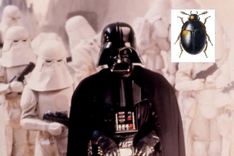 galleries/2012/01/05/hasselhoff-crab-and-10-more-species-named-after-celebrities-photos/species-named-after-celebs-vader_wryqrp