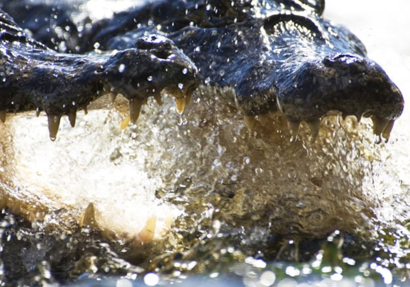 galleries/2010/03/18/life/life---4_lc6jza