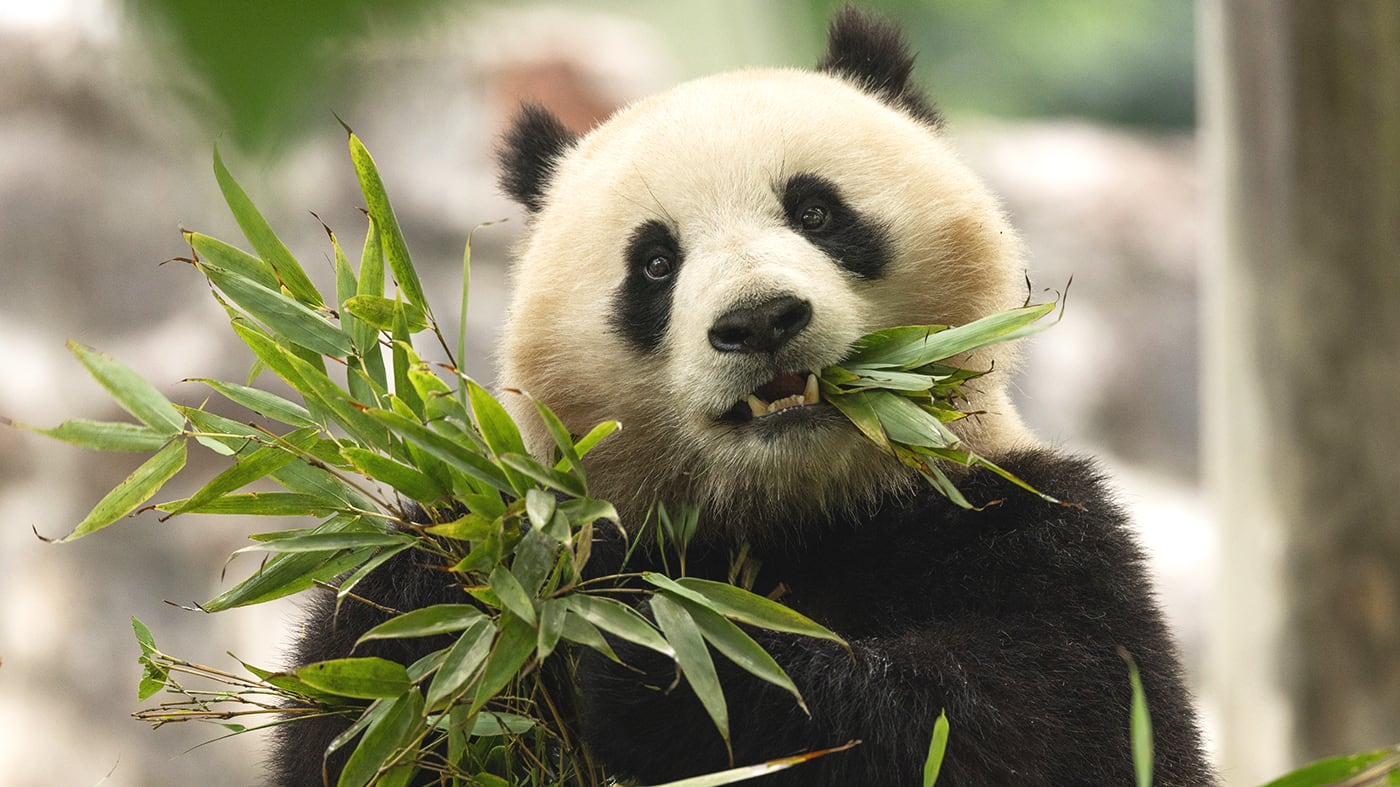 D.C. Welcomes China’s New Furry Ambassadors: Qing Bao and Bao Li, 2 Giant Pandas