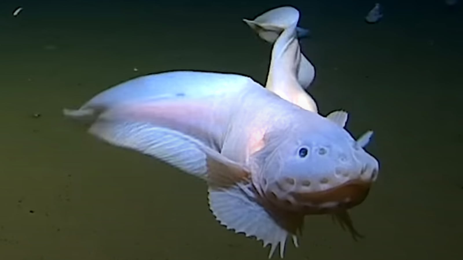 A snailfish filmed at over 5 miles underwater—the deepest fish ever recorded.