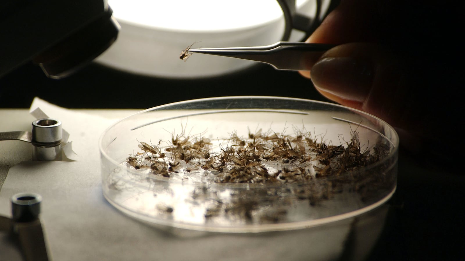 GettyImages-53044673_ydrxta