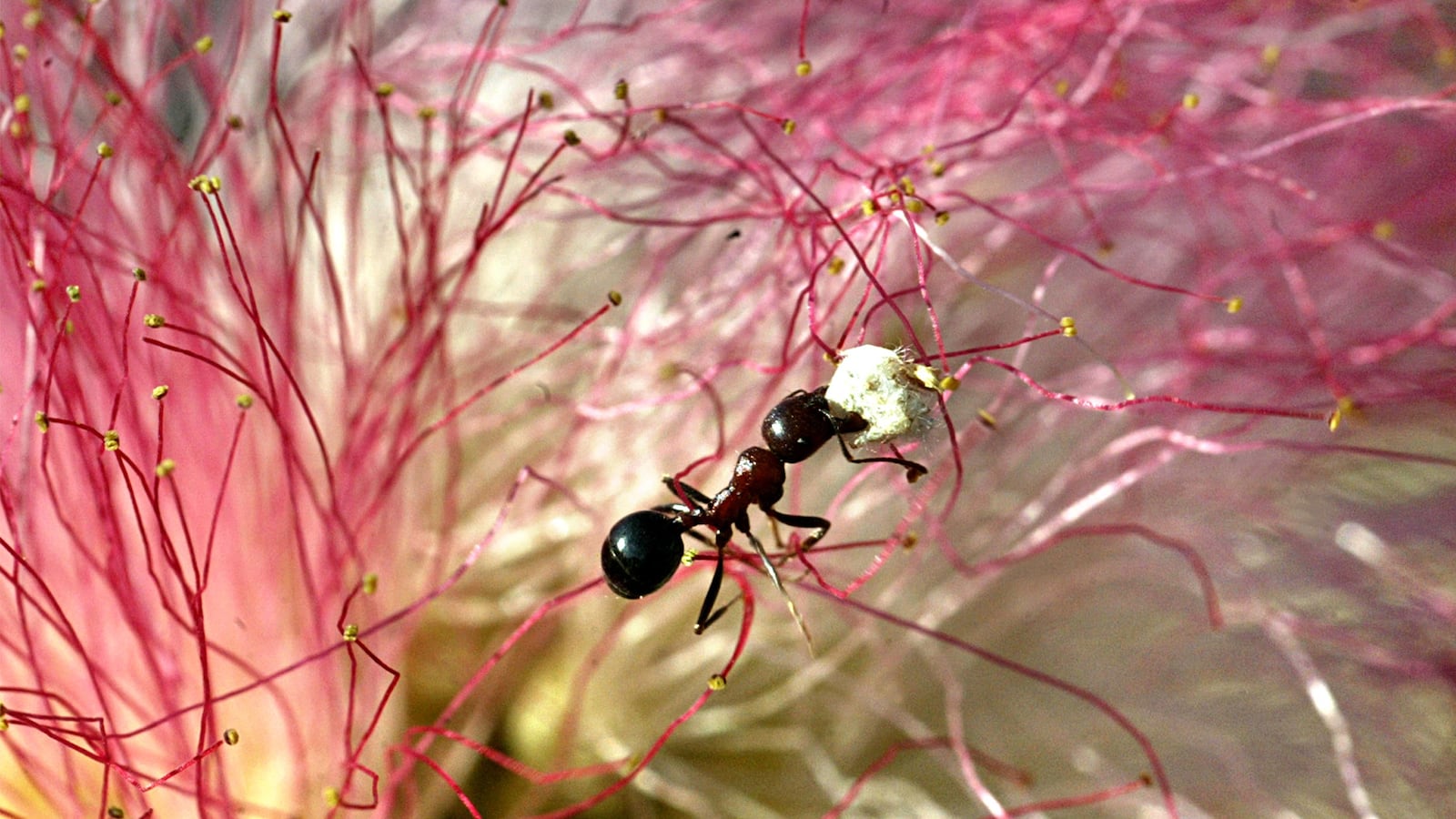 articles/2015/07/07/breaking-news-worker-ants-really-lazy/150707-kelemen-bees-tease_x6bcdy