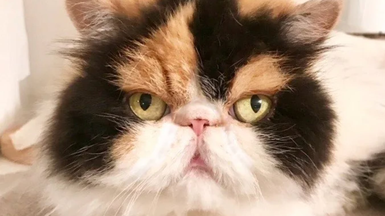 Screen_Shot_2022-04-04_at_10.58.54_AM_i80lsk