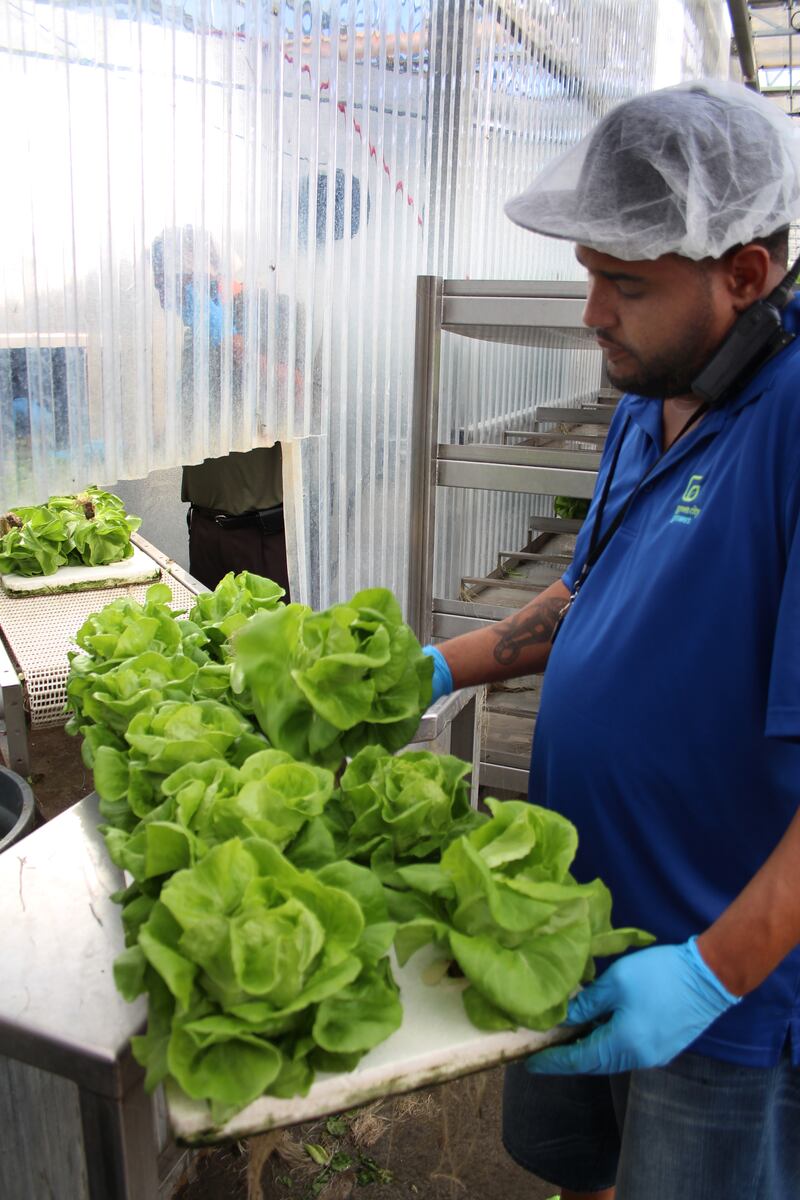 2--GreenCityGrowers_vws0js