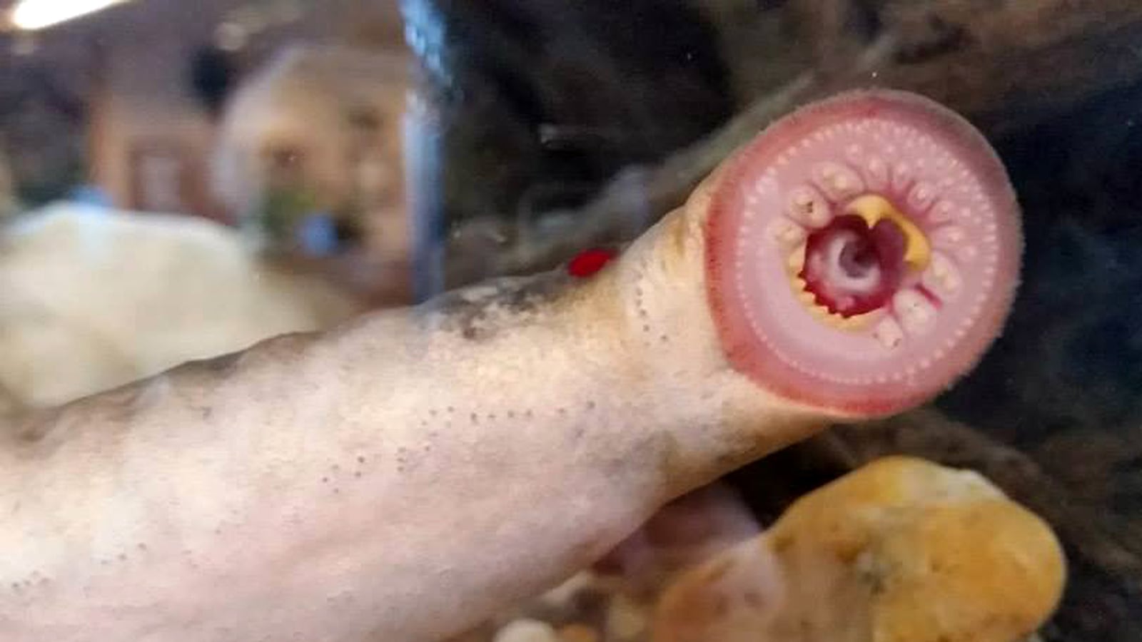 articles/2015/06/12/yes-it-s-really-raining-vampire-fish-in-alaska/150611-whittaker-vampire-fish-tease_krdwfm