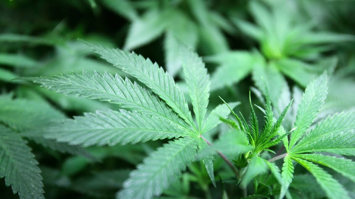 cheats/2012/02/16/pot-loaded-plane-infiltrates-obama-s-air-space/marijuana-cheat_mibcbp