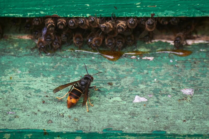 An Asian hornet stalks a beehive, in Viveiro, northwestern Spain, on August 10, 2022. The Asian hornet, or vespa velutina nigrithorax, is considered a "public enemy" in Spain and other European countries where it devours native bees and, experts say, threatens biodiversity. (Photo by MIGUEL RIOPA / AFP) (Photo by MIGUEL RIOPA/AFP via Getty Images)