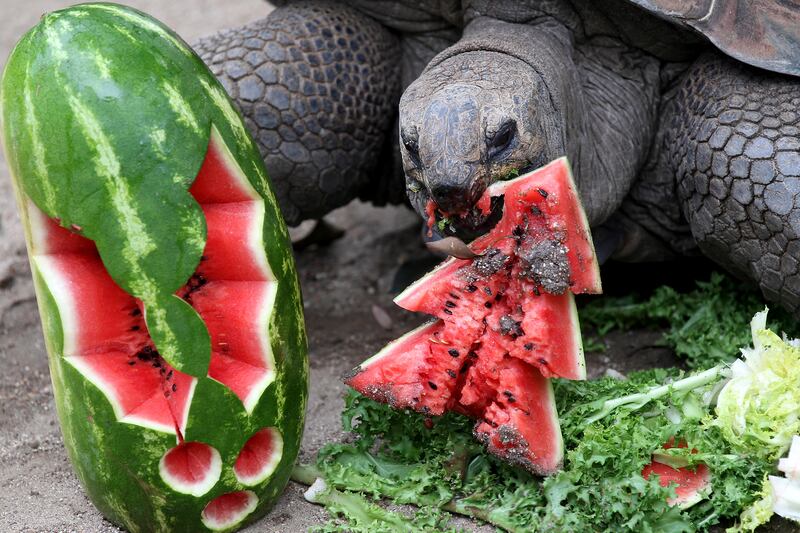 galleries/2012/12/20/santa-s-favorite-critters-animals-enjoy-holiday-gifts-photos/xmas-animals-tortoise_tbfanh