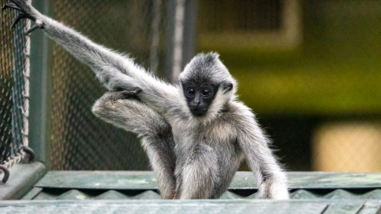 Screen_Shot_2021-06-11_at_10.11.18_PM_l1tvvd