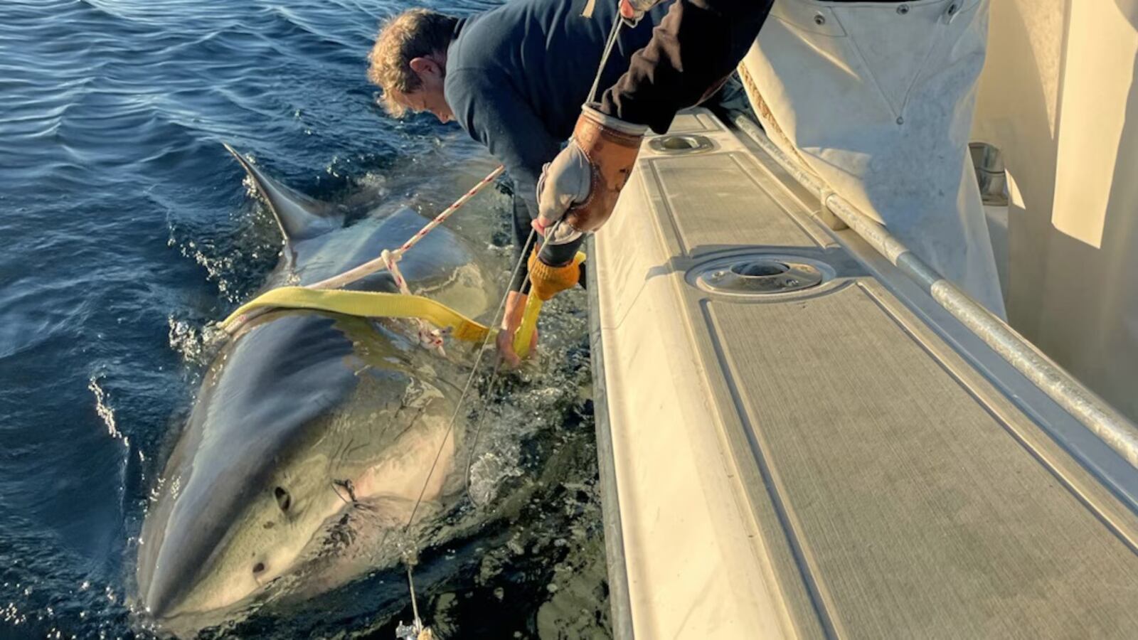 Researchers place a tag on an Atlantic white shark nicknamed “Contender.”