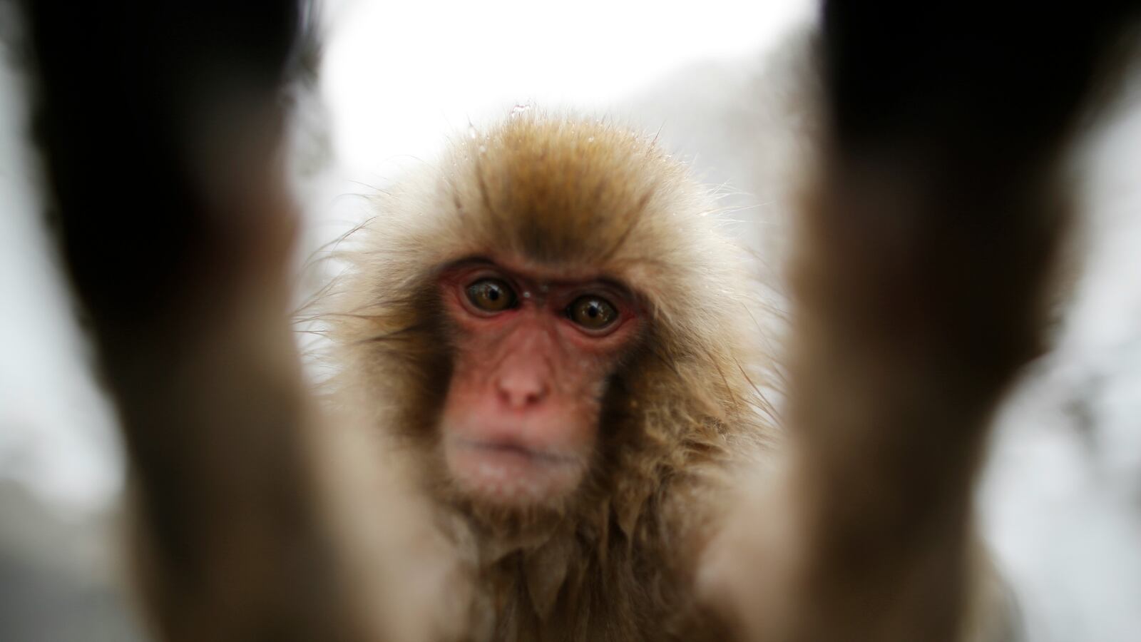 170911-monkey-peta_udubcg