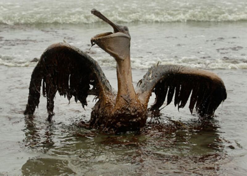 articles/2010/06/01/life-gets-worse-on-the-gulf-coast/shocking-oil-scenes-gallery-launch_ewfpea