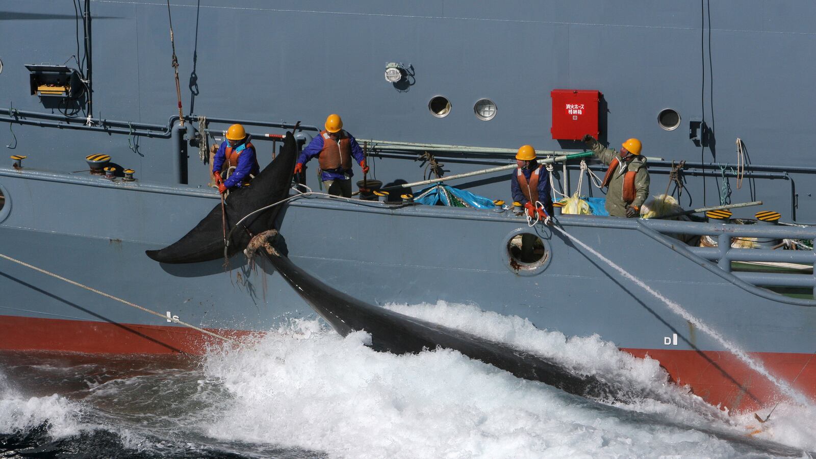 articles/2014/03/31/court-rules-japan-can-no-longer-slaughter-whales-in-the-antarctic/140331-adelstein-whaling_xvfl0q